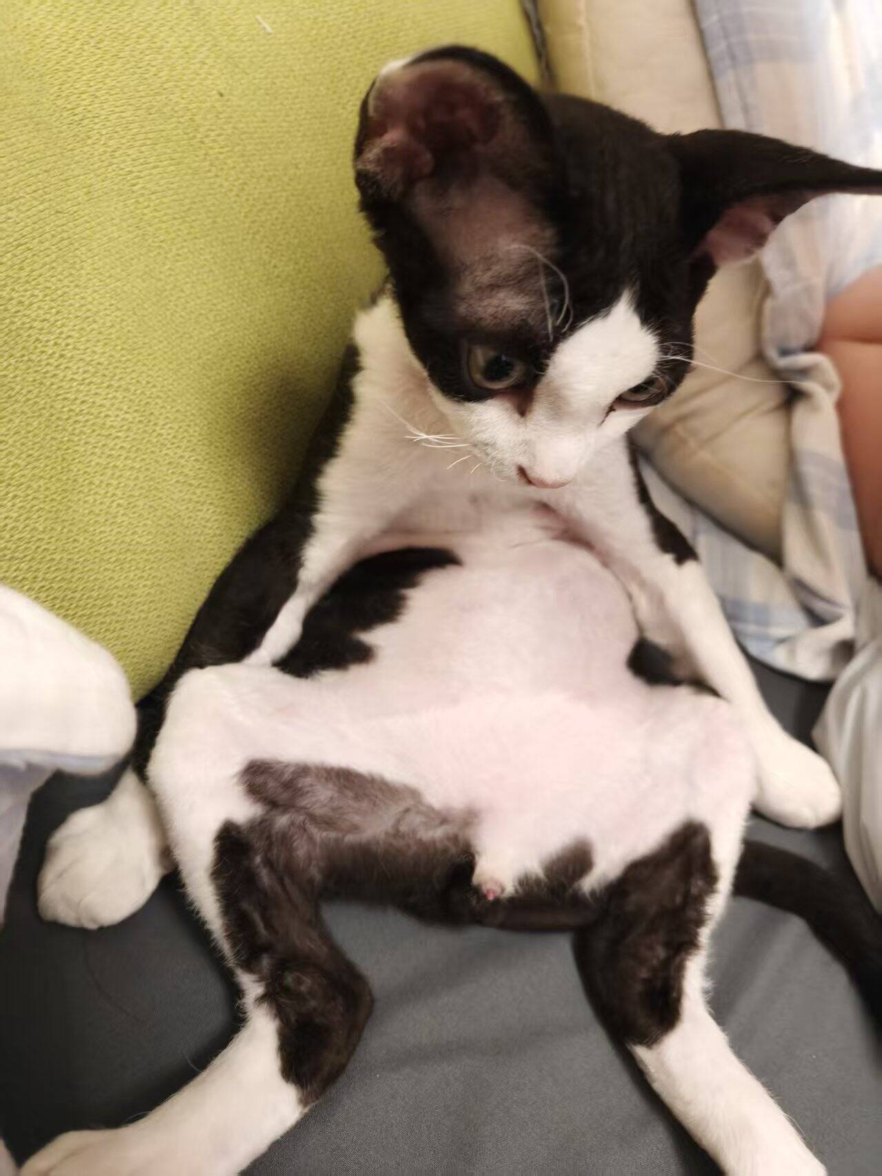 小麦